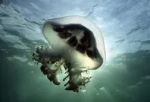 animals jellyfish south australia stinger 1680x1050 wallpaper Art HD Wallpaper